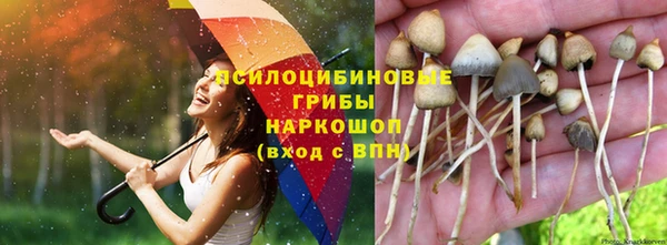 прущие грибы Алзамай